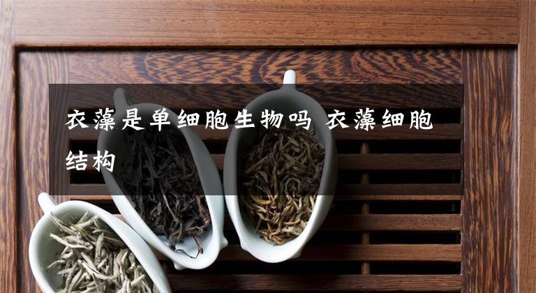 衣藻是单细胞生物吗 衣藻细胞结构