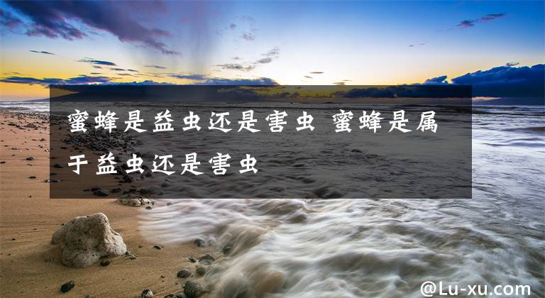 蜜蜂是益虫还是害虫 蜜蜂是属于益虫还是害虫