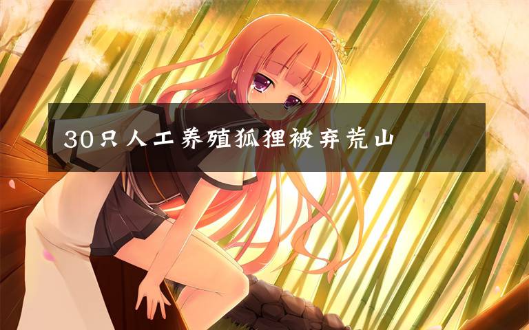 30只人工养殖狐狸被弃荒山