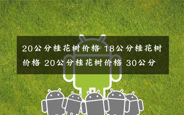 20公分桂花树价格 18公分桂花树价格 20公分桂花树价格 30公分桂花树价格