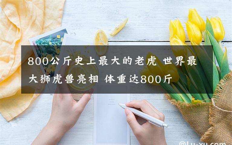 800公斤史上最大的老虎 世界最大狮虎兽亮相 体重达800斤