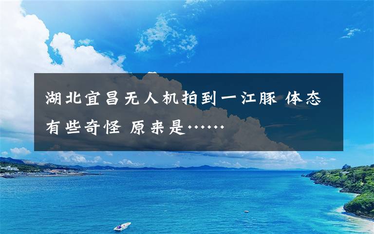 湖北宜昌无人机拍到一江豚 体态有些奇怪 原来是……