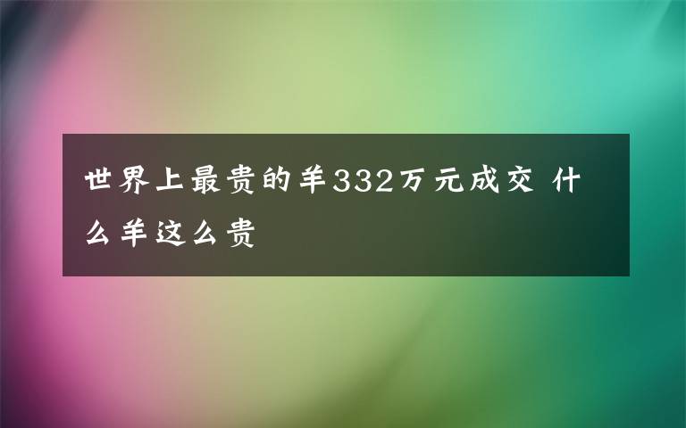 世界上最贵的羊332万元成交 什么羊这么贵