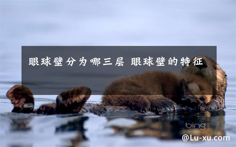 眼球壁分为哪三层 眼球壁的特征