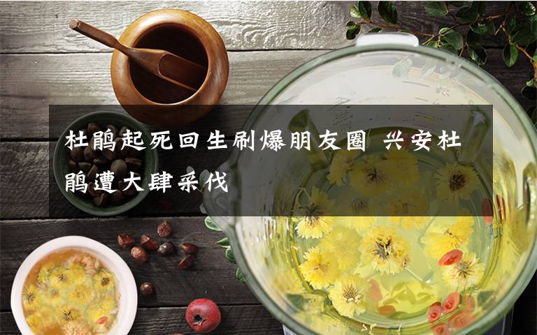 杜鹃起死回生刷爆朋友圈 兴安杜鹃遭大肆采伐