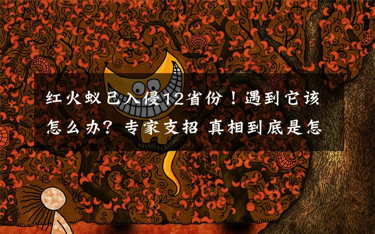 红火蚁已入侵12省份！遇到它该怎么办？专家支招 真相到底是怎样的？