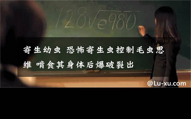 寄生幼虫 恐怖寄生虫控制毛虫思维 啃食其身体后爆破裂出