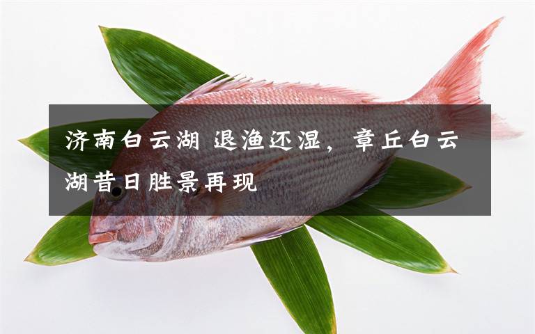济南白云湖 退渔还湿，章丘白云湖昔日胜景再现
