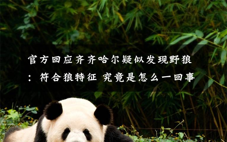 官方回应齐齐哈尔疑似发现野狼：符合狼特征 究竟是怎么一回事?