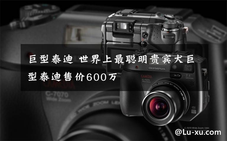 巨型泰迪 世界上最聪明贵宾犬巨型泰迪售价600万