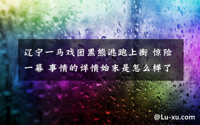 辽宁一马戏团黑熊逃跑上街 惊险一幕 事情的详情始末是怎么样了！