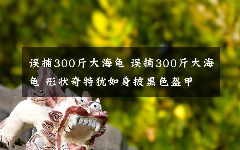 误捕300斤大海龟 误捕300斤大海龟 形状奇特犹如身披黑色盔甲