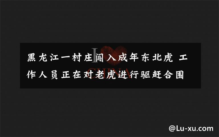 黑龙江一村庄闯入成年东北虎 工作人员正在对老虎进行驱赶合围 到底什么情况呢？