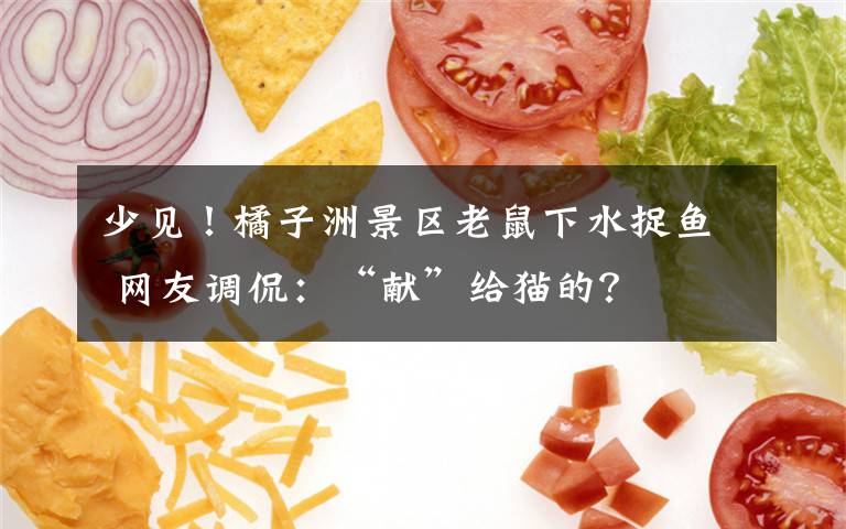 少见！橘子洲景区老鼠下水捉鱼 网友调侃：“献”给猫的？
