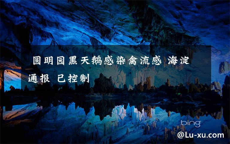  圆明园黑天鹅感染禽流感 海淀通报 已控制