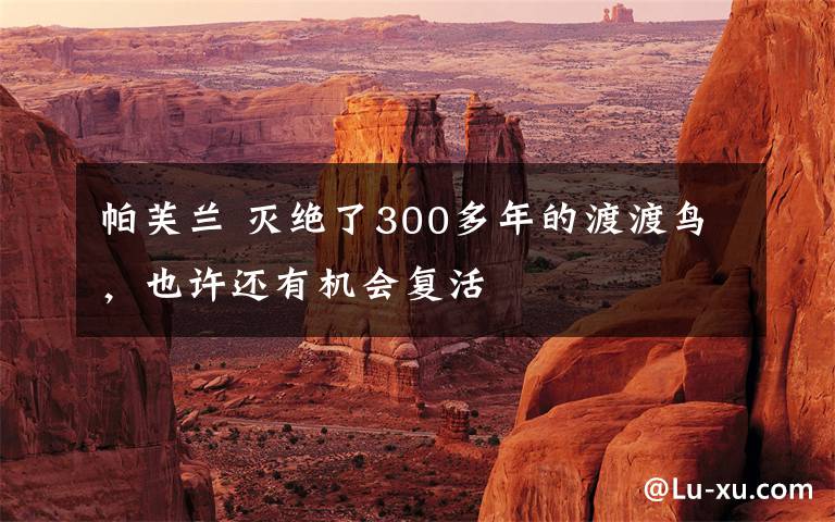 帕芙兰 灭绝了300多年的渡渡鸟，也许还有机会复活