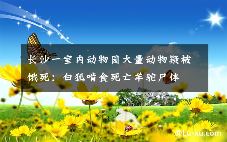 长沙一室内动物园大量动物疑被饿死：白狐啃食死亡羊驼尸体