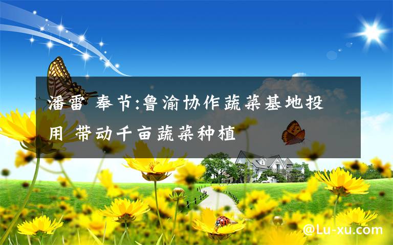 潘雷 奉节:鲁渝协作蔬菜基地投用 带动千亩蔬菜种植