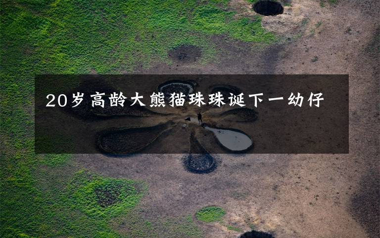 20岁高龄大熊猫珠珠诞下一幼仔