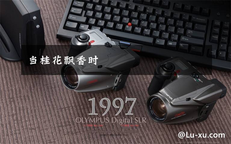 当桂花飘香时