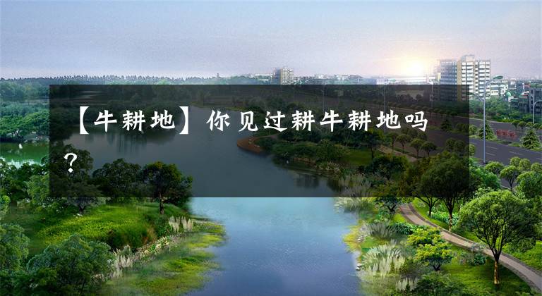【牛耕地】你见过耕牛耕地吗？