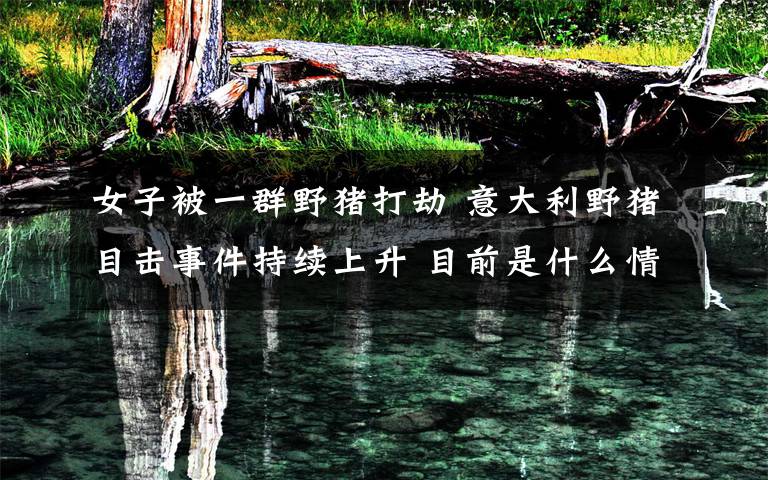 女子被一群野猪打劫 意大利野猪目击事件持续上升 目前是什么情况？