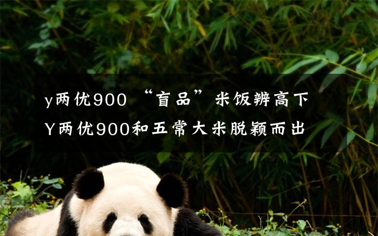 y两优900 “盲品”米饭辨高下 Y两优900和五常大米脱颖而出