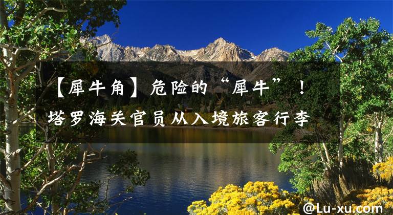 【犀牛角】危险的“犀牛”！塔罗海关官员从入境旅客行李物品中缴获了39.8克犀牛角片