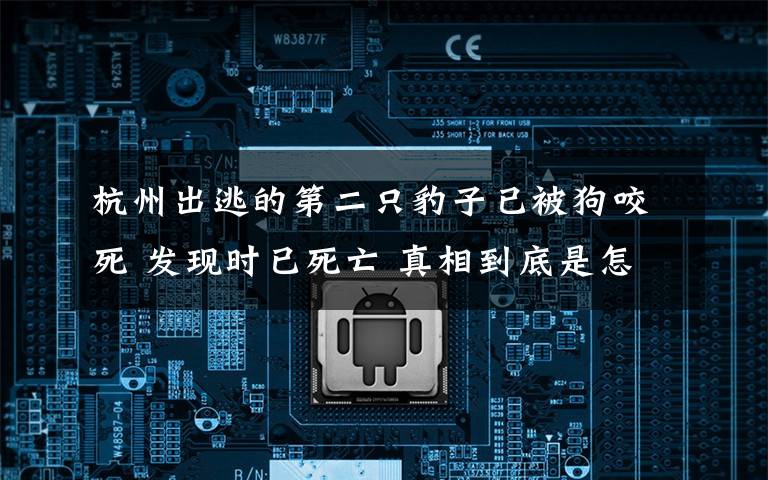 杭州出逃的第二只豹子已被狗咬死 发现时已死亡 真相到底是怎样的？