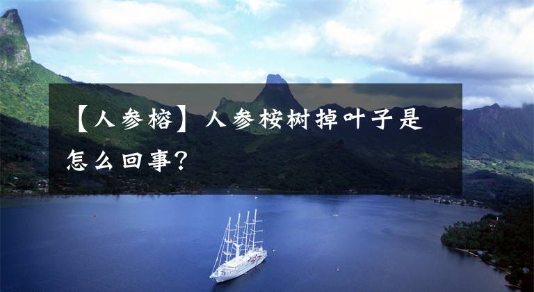 【人参榕】人参桉树掉叶子是怎么回事？