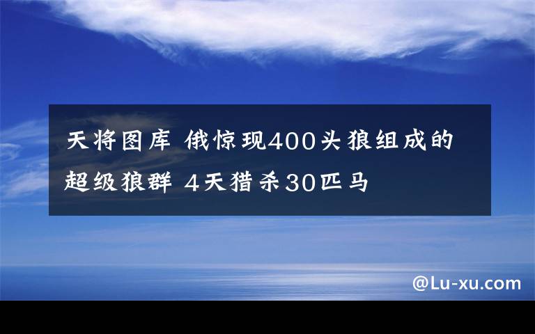 天将图库 俄惊现400头狼组成的超级狼群 4天猎杀30匹马