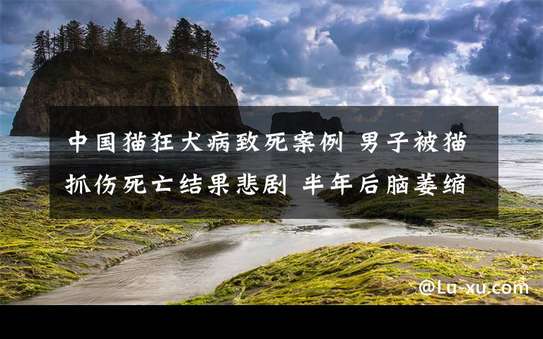 中国猫狂犬病致死案例 男子被猫抓伤死亡结果悲剧 半年后脑萎缩死亡竟是狂犬病所致