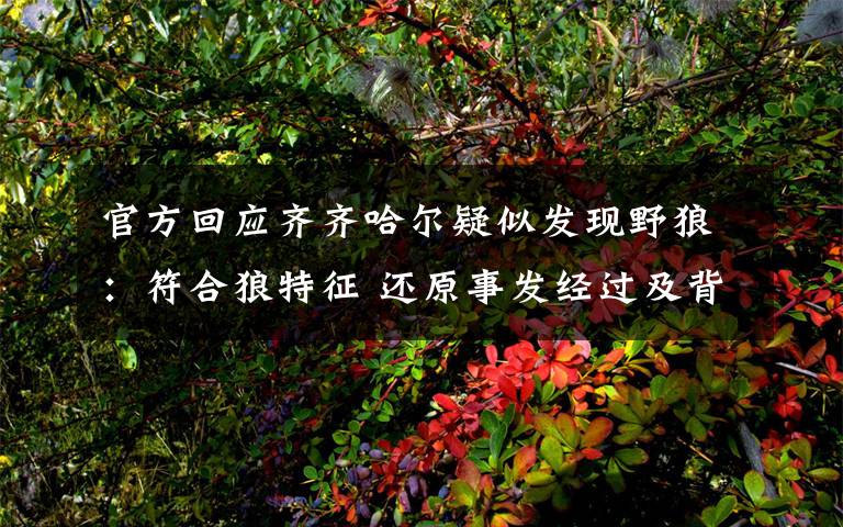 官方回应齐齐哈尔疑似发现野狼：符合狼特征 还原事发经过及背后真相！