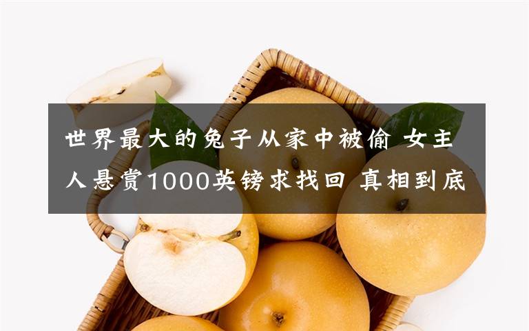 世界最大的兔子从家中被偷 女主人悬赏1000英镑求找回 真相到底是怎样的？