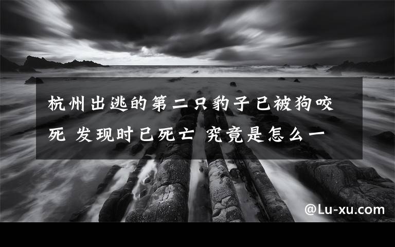 杭州出逃的第二只豹子已被狗咬死 发现时已死亡 究竟是怎么一回事?