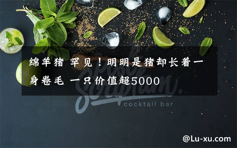 绵羊猪 罕见！明明是猪却长着一身卷毛 一只价值超5000