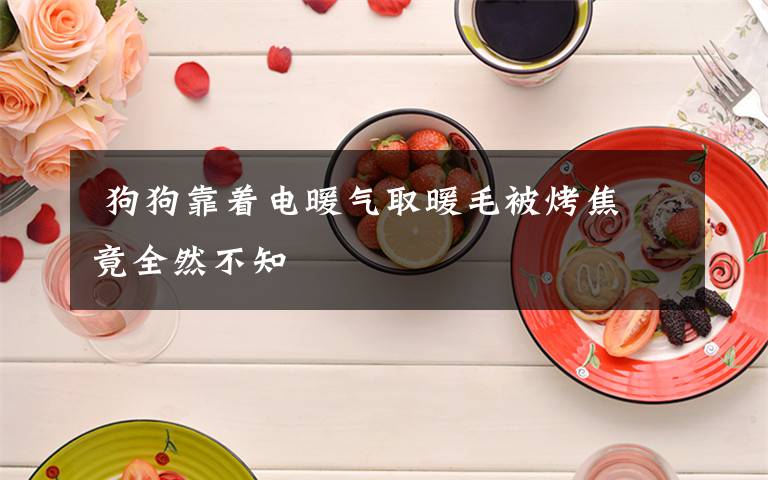  狗狗靠着电暖气取暖毛被烤焦 竟全然不知