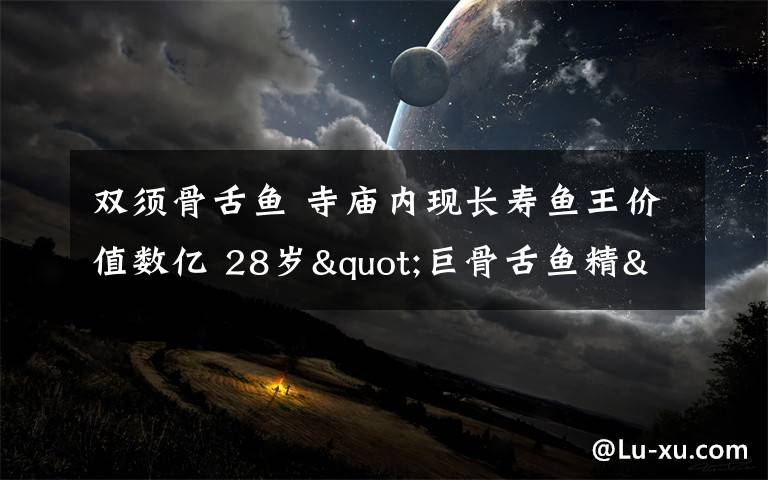 双须骨舌鱼 寺庙内现长寿鱼王价值数亿 28岁"巨骨舌鱼精"近两米长