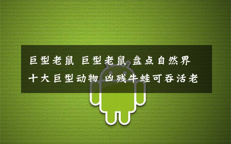 巨型老鼠 巨型老鼠 盘点自然界十大巨型动物 凶残牛蛙可吞活老鼠