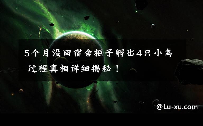 5个月没回宿舍柜子孵出4只小鸟 过程真相详细揭秘！