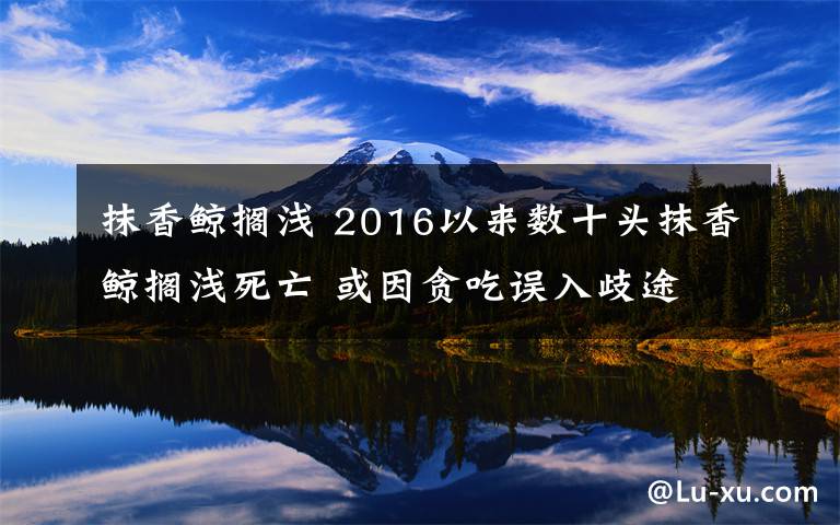 抹香鲸搁浅 2016以来数十头抹香鲸搁浅死亡 或因贪吃误入歧途