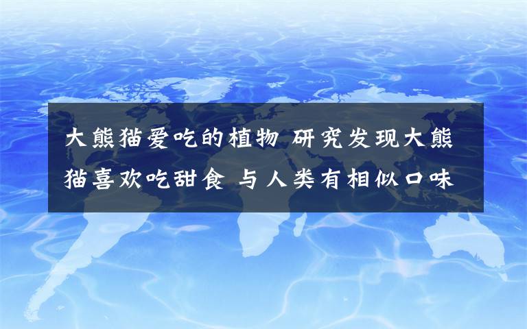 大熊猫爱吃的植物 研究发现大熊猫喜欢吃甜食 与人类有相似口味