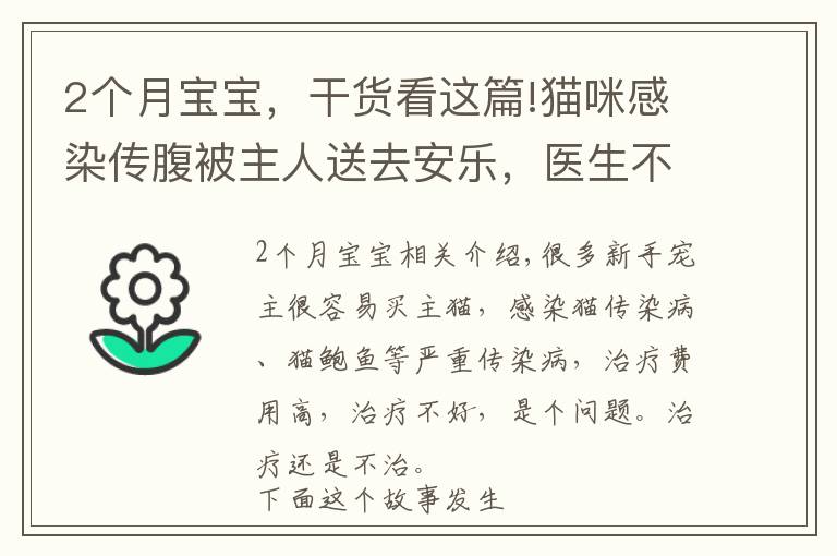 2个月宝宝，干货看这篇!猫咪感染传腹被主人送去安乐，医生不忍下手：才2个月大的猫啊
