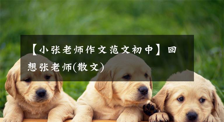 【小张老师作文范文初中】回想张老师(散文)