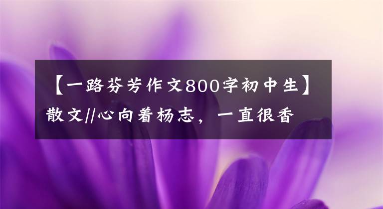 【一路芬芳作文800字初中生】散文//心向着杨志，一直很香。
