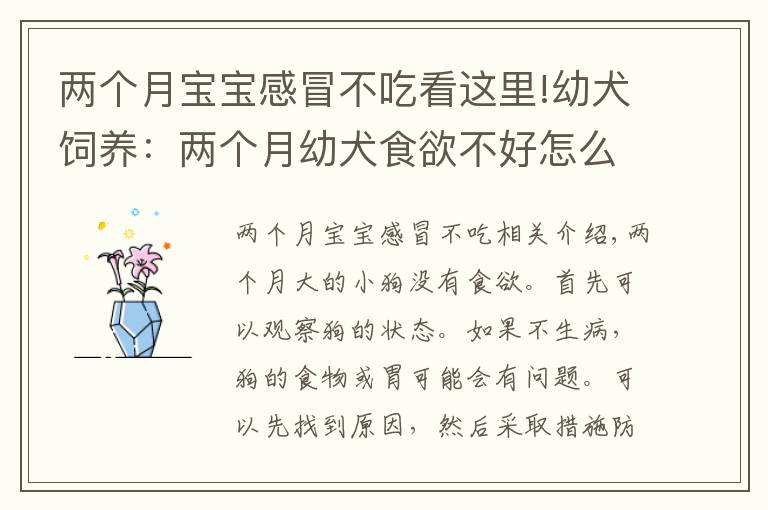 两个月宝宝感冒不吃看这里!幼犬饲养：两个月幼犬食欲不好怎么办？针对原因采取措施