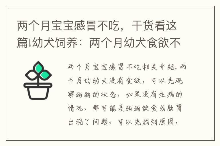 两个月宝宝感冒不吃，干货看这篇!幼犬饲养：两个月幼犬食欲不好怎么办？针对原因采取措施