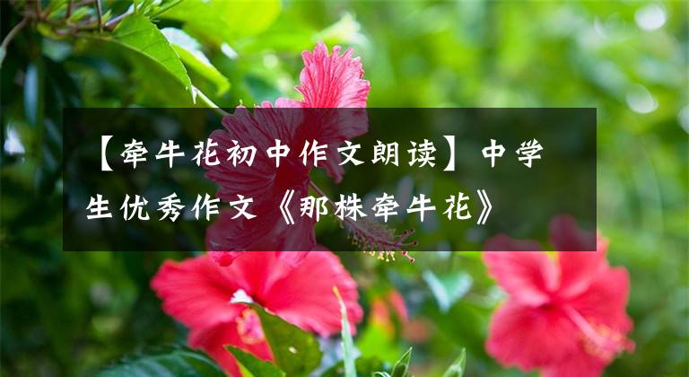【牵牛花初中作文朗读】中学生优秀作文《那株牵牛花》