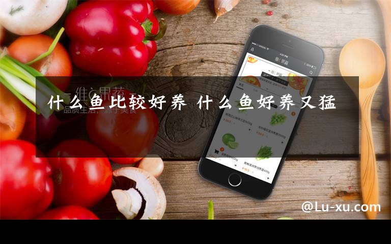 什么鱼比较好养 什么鱼好养又猛
