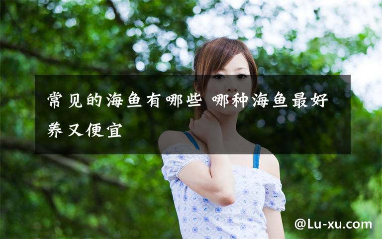 常见的海鱼有哪些 哪种海鱼最好养又便宜